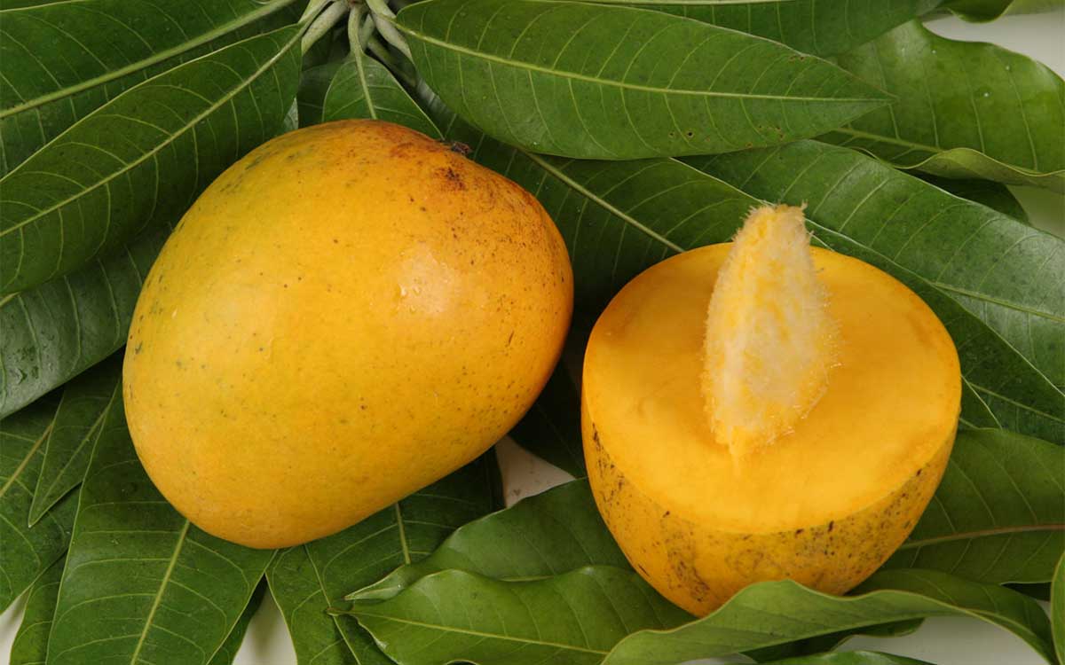Mangový olej